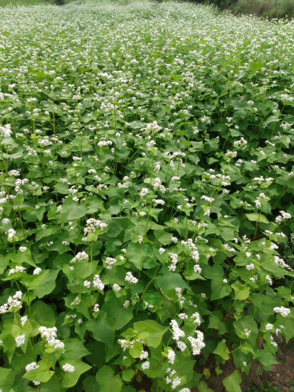 Common Buckwheat