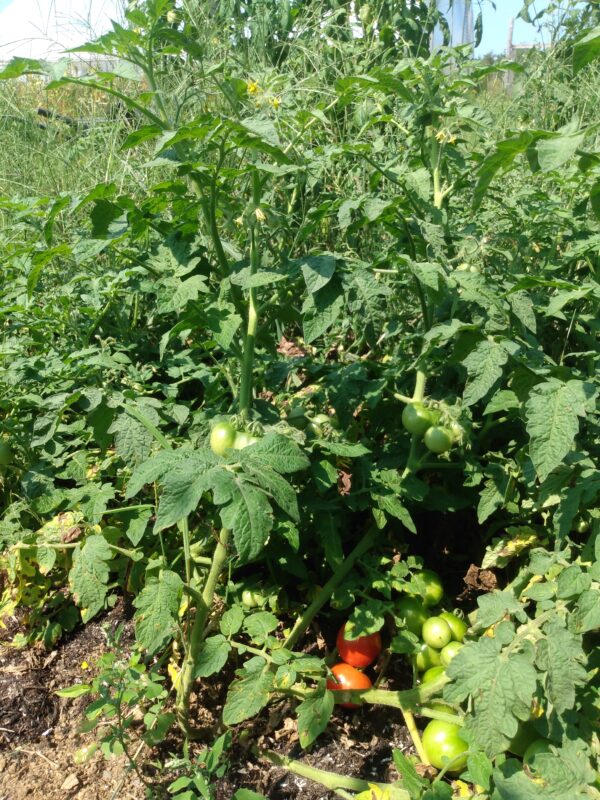 Czech Bush Tomato - Image 3