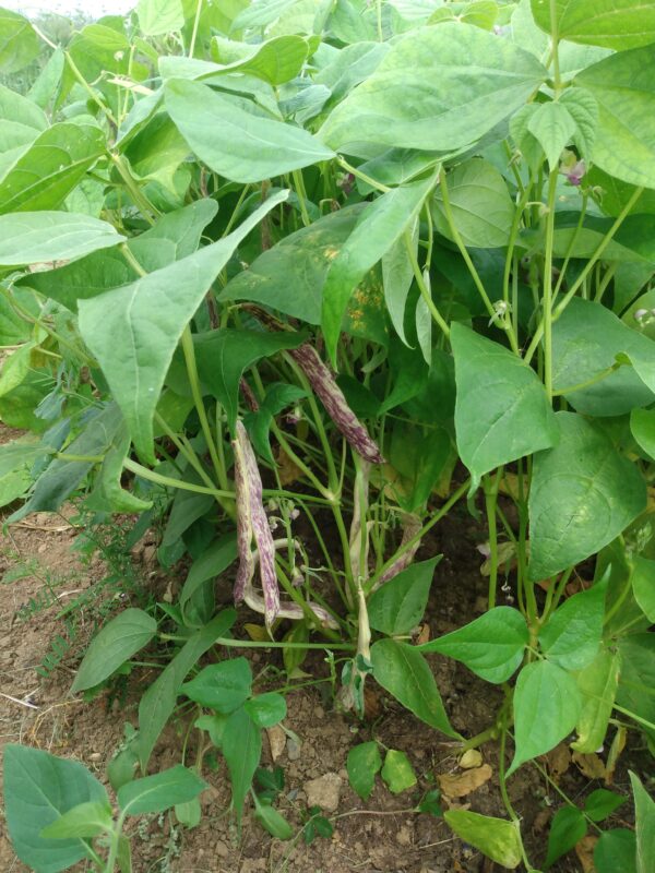 Dragon's Tongue Snap Bean - Image 3