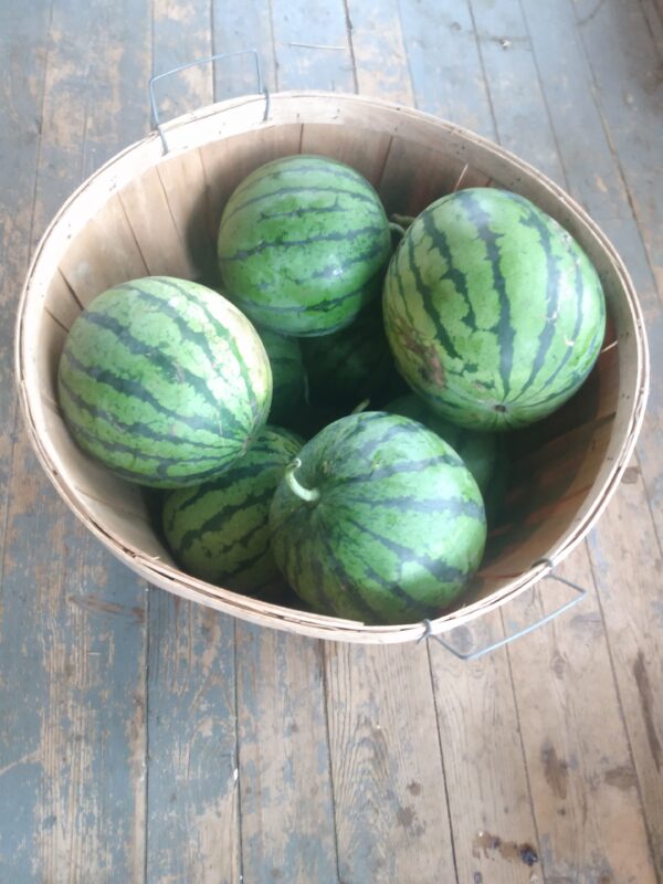 Early Moonbeam Watermelon - Image 7