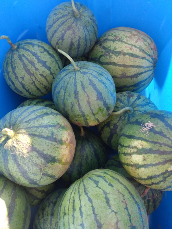 Early Moonbeam Watermelon - Image 4