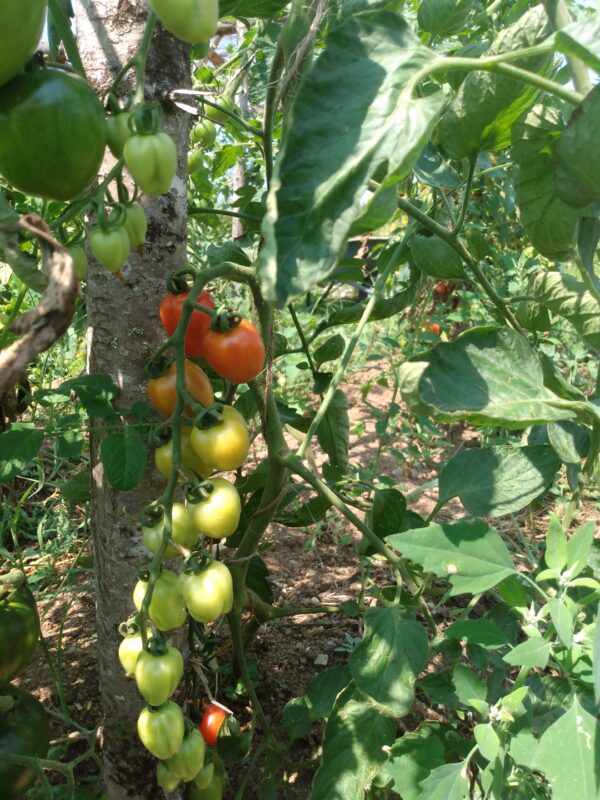 Gardener's Sweetheart Cherry Tomato - Image 3