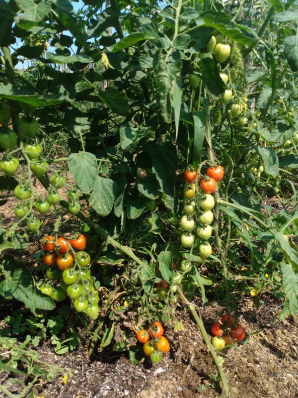 Gardener's Sweetheart Cherry Tomato - Image 2