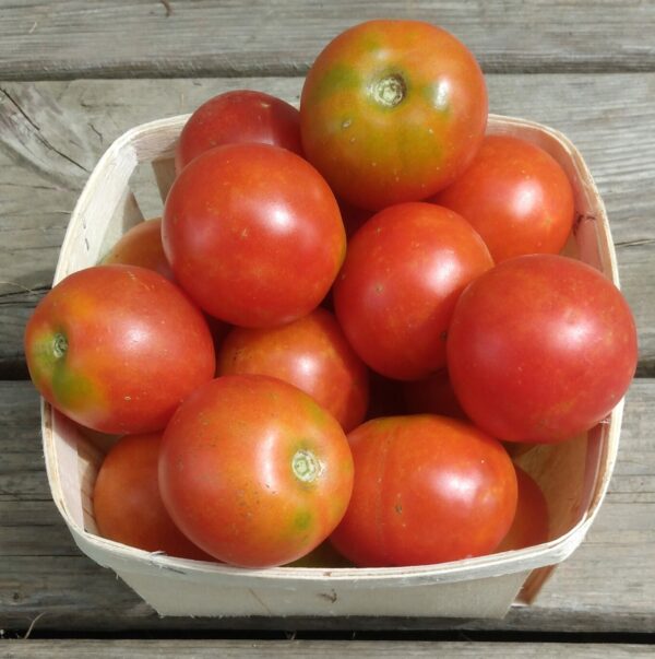 Glacier Tomato