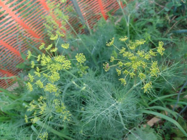 Mammoth Long Island Dill - Image 2