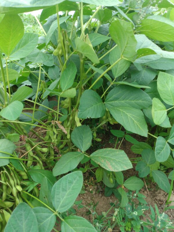 Manitoba Brown Soybean - Image 2