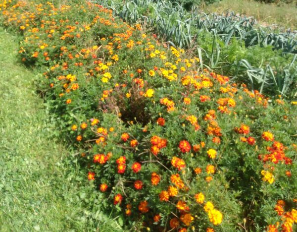 French Dwarf Double Marigold - Image 5