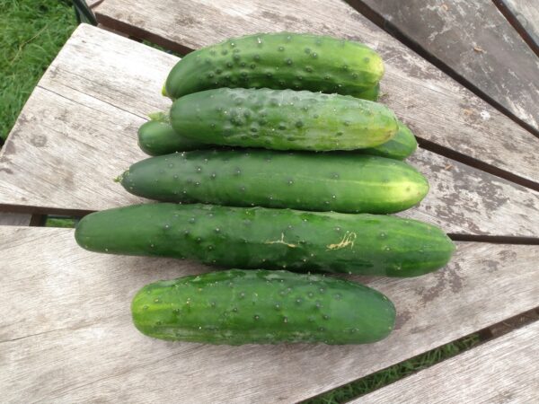 Marketmore Cucumber - Image 2