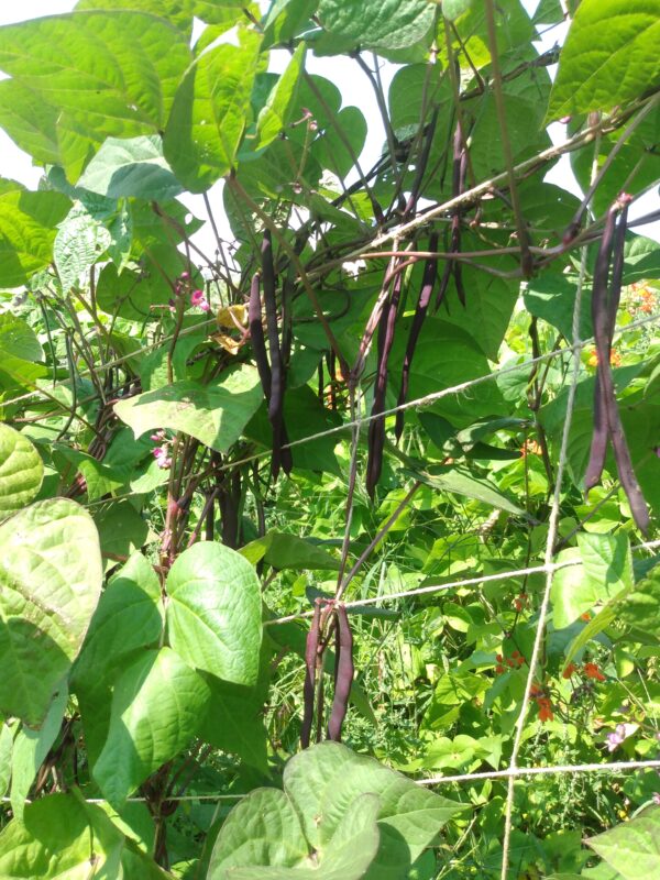 Purple Peacock Snap Bean - Image 5