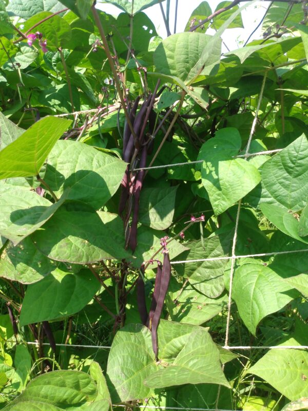 Purple Peacock Snap Bean - Image 4