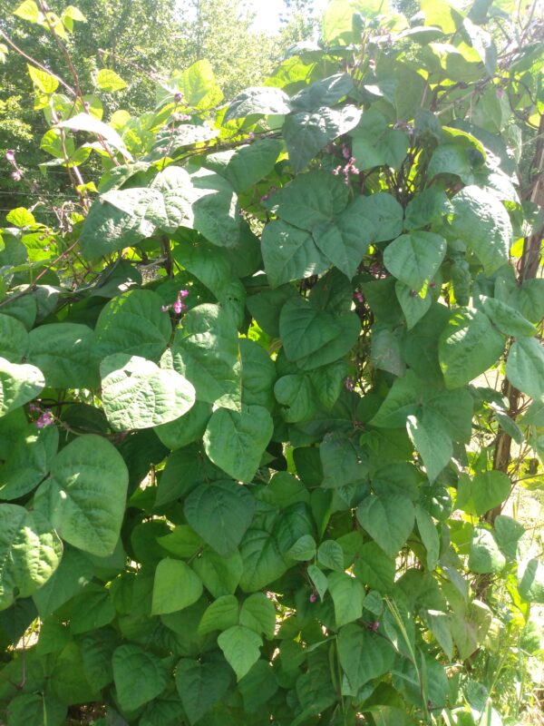 Purple Peacock Snap Bean - Image 3