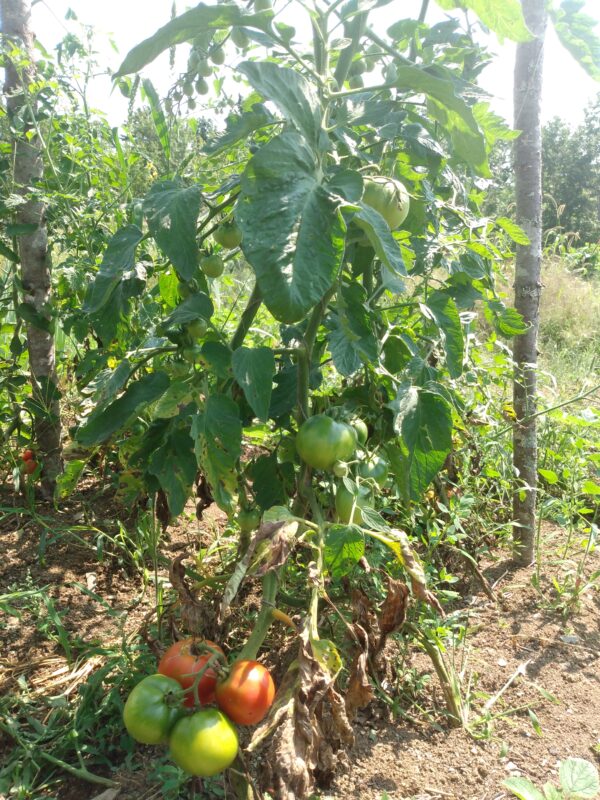 Red Brandywine Tomato - Image 2