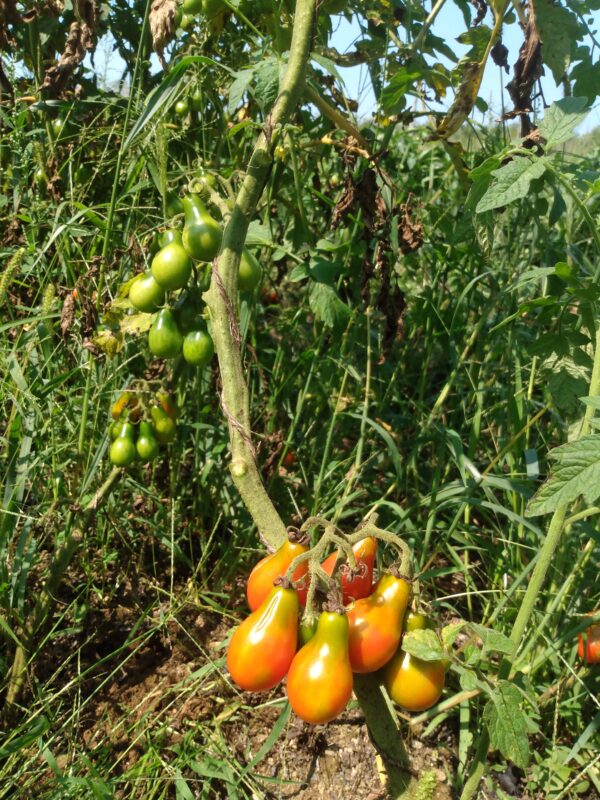 Red Pear Tomato - Image 2