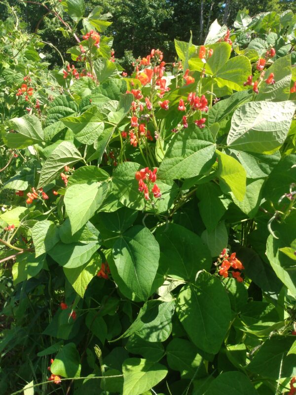 Scarlet Runner Bean - Image 2