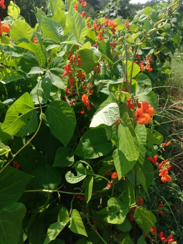 Scarlet Runner Bean