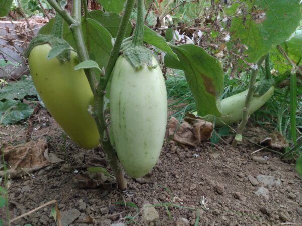 Sesame Eggplant - Image 3