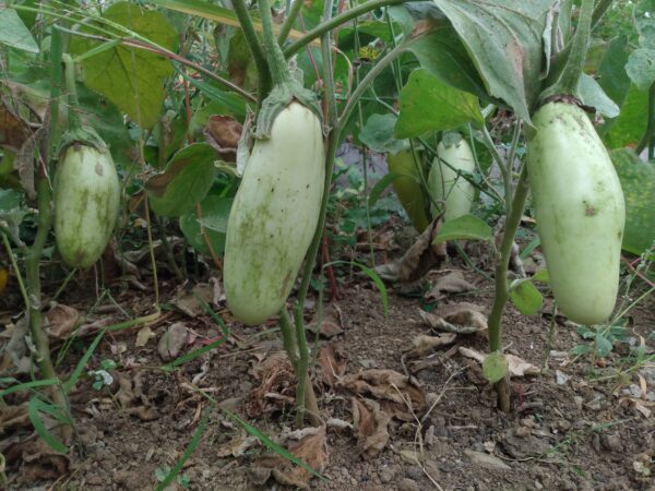 Sesame Eggplant