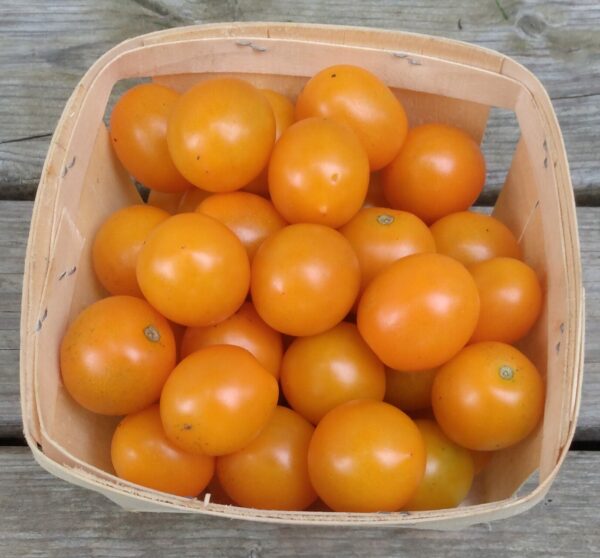 Sweet Orange II Cherry Tomato