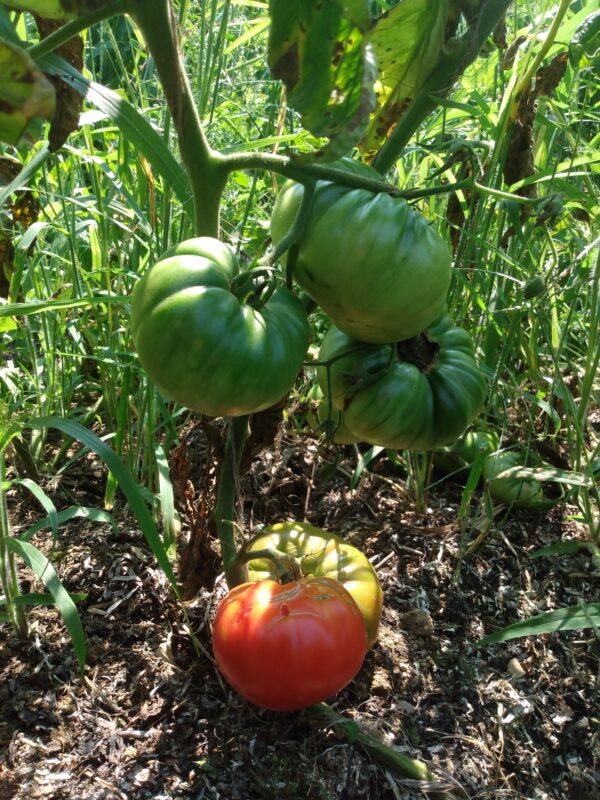 Wentzell Tomato (extra early pink brandywine) - Image 4