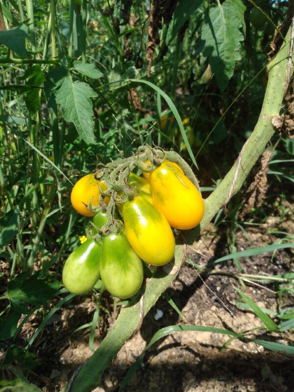 Yellow Pear Tomato - Image 2