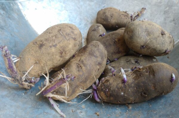 Ann's Purple Seed Potato