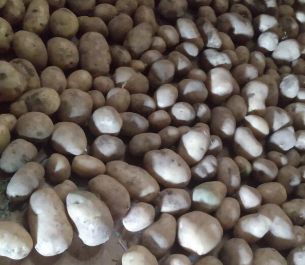 Bintje Seed Potato