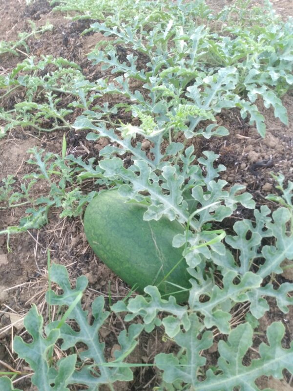 Sweet Siberian Watermelon - Image 7