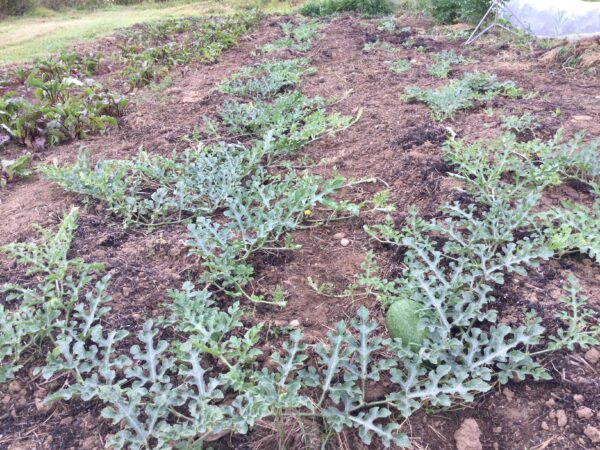 Sweet Siberian Watermelon - Image 6