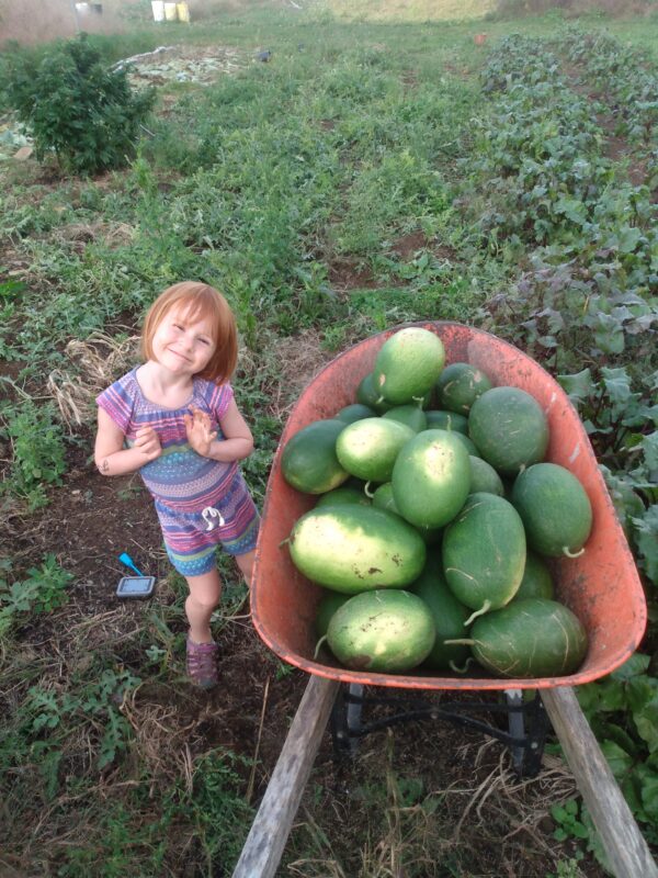 Sweet Siberian Watermelon - Image 3