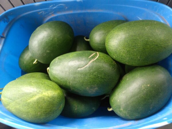 Sweet Siberian Watermelon - Image 4