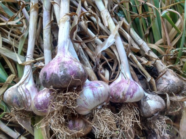 Harmony Softneck Seed Garlic