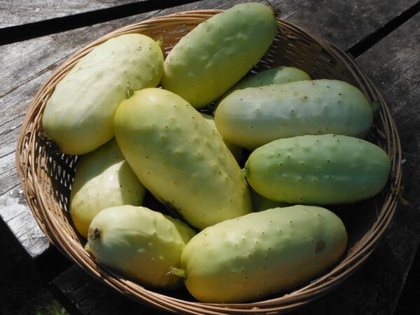 Boothby's Blonde Cucumber