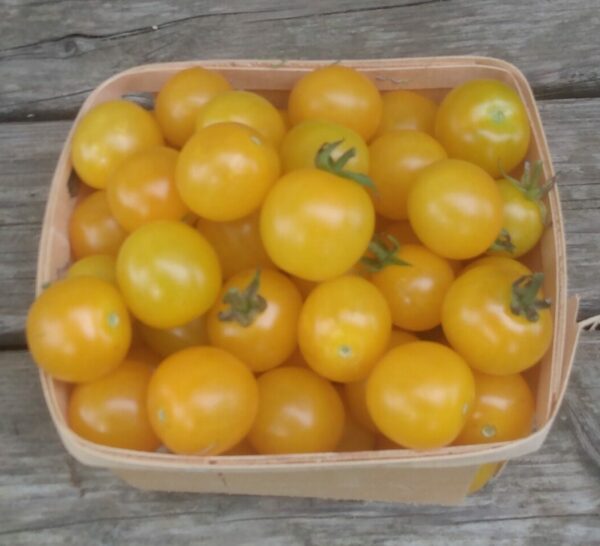 Amy's Apricot Cherry Tomato