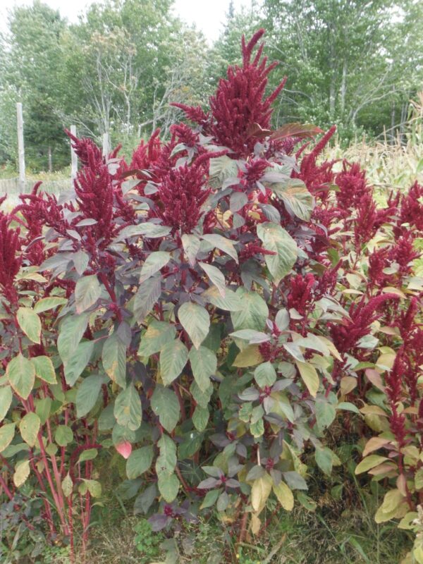 Opopeo Amaranth