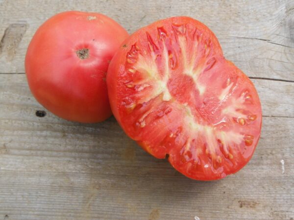 Wentzell Tomato (extra early pink brandywine)