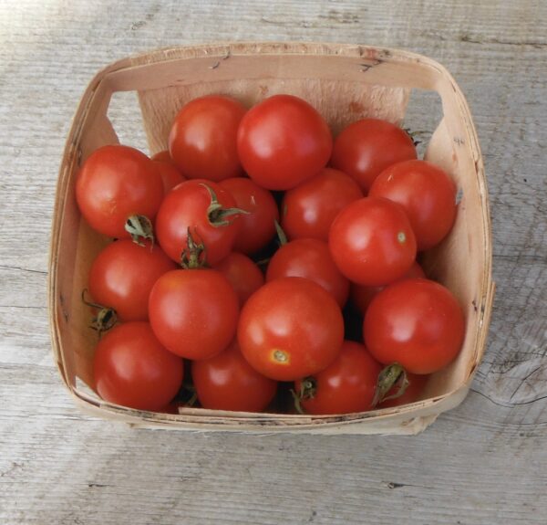 Gardener's Delight Cherry Tomato