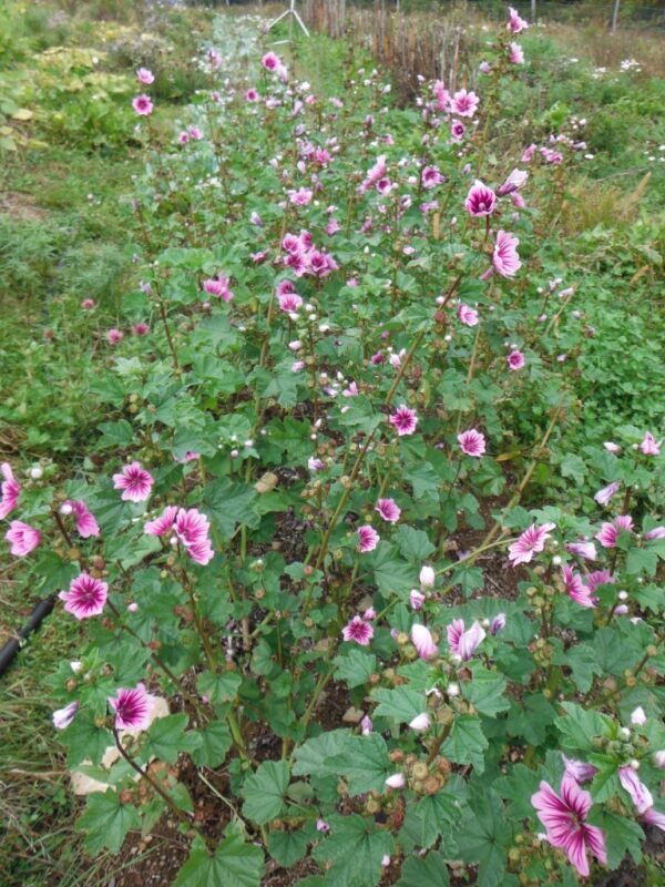 French Mallow