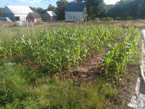 Golden Bantam Sweet Corn - Image 2