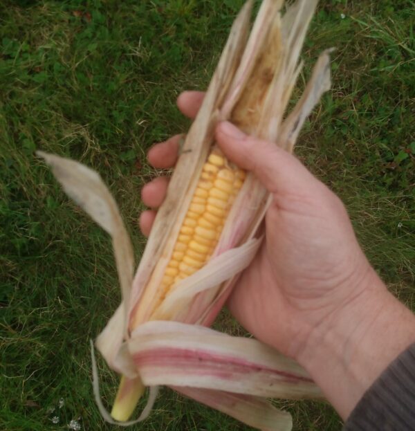 Golden Bantam Sweet Corn