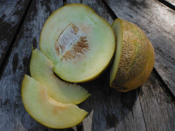 Montreal Market Melon