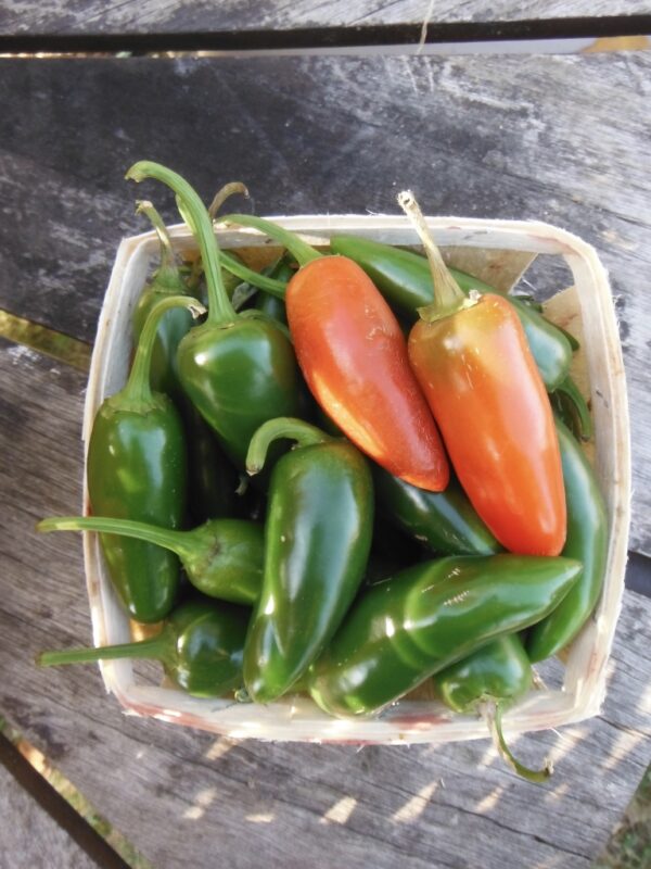 Early Jalapeno Pepper