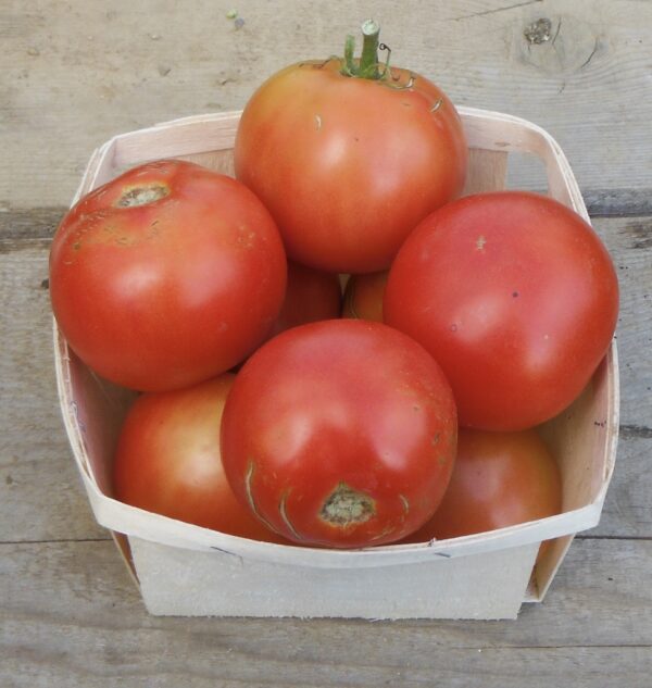 Scotia Tomato