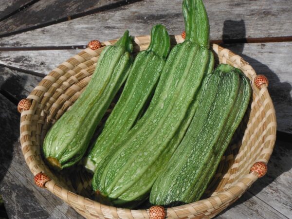 Costata Romanesca Zucchini