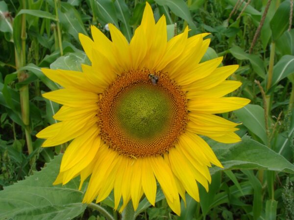 Peredovik Oilseed Sunflower