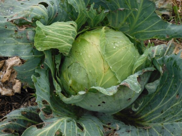 Tancook Island Cabbage