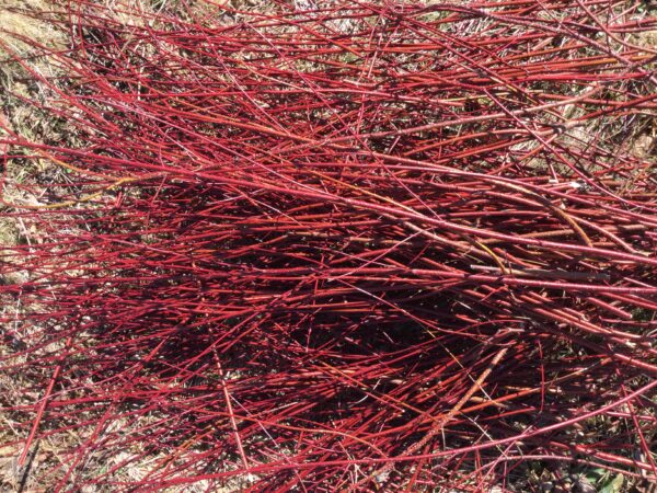 Red Osier Dogwood