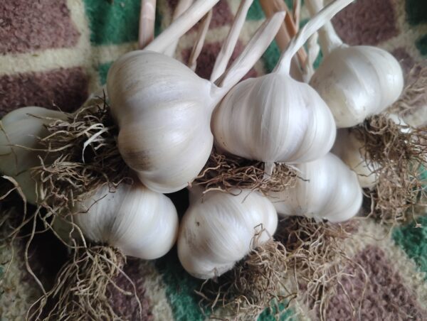 Afghan White Softneck Seed Garlic