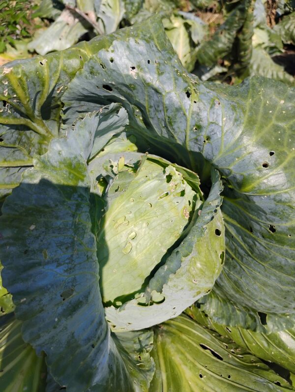 Tancook Island Cabbage - Image 7