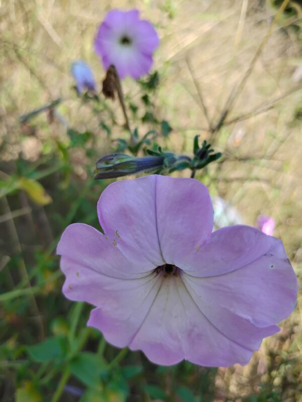 Old Fashioned Vining Petunia - Image 3