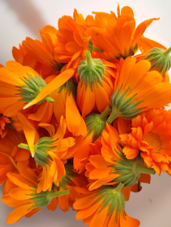 Orange Calendula - Image 9